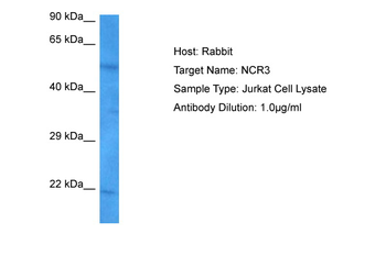NCR3 Rabbit Polyclonal Antibody