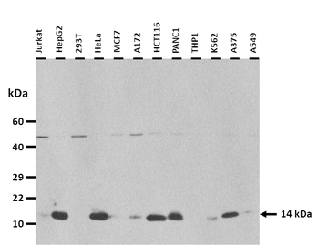 IFITM1 Rabbit Polyclonal Antibody