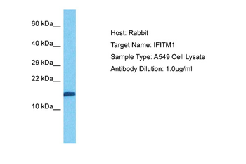 IFITM1 Rabbit Polyclonal Antibody