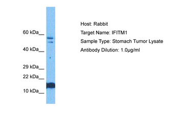 IFITM1 Rabbit Polyclonal Antibody