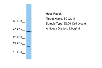 BCL2L11 Rabbit Polyclonal Antibody