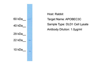 APOBEC3C Rabbit Polyclonal Antibody