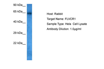FLVCR1 Rabbit Polyclonal Antibody