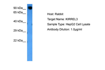 KIRREL3 Rabbit Polyclonal Antibody
