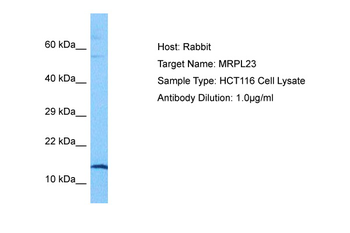 MRPL23 Rabbit Polyclonal Antibody