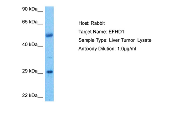 EFHD1 Rabbit Polyclonal Antibody