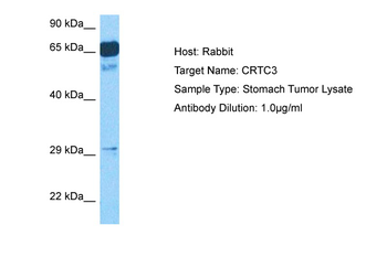 CRTC3 Rabbit Polyclonal Antibody