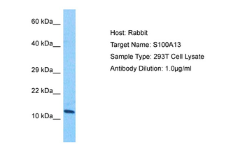 S100A13 Rabbit Polyclonal Antibody
