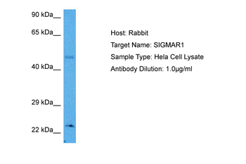 SIGMAR1 Rabbit Polyclonal Antibody