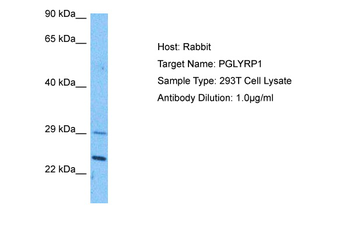 PGLYRP1 Rabbit Polyclonal Antibody