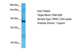 FAM120B Rabbit Polyclonal Antibody