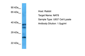 NAT8 Rabbit Polyclonal Antibody