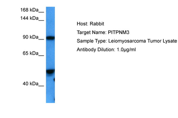 PITPNM3 Rabbit Polyclonal Antibody
