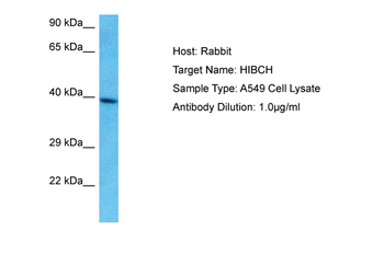 HIBCH Rabbit Polyclonal Antibody
