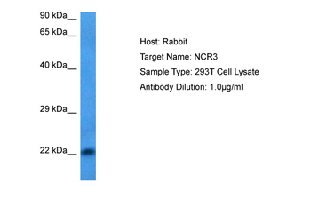 NCR3 Rabbit Polyclonal Antibody