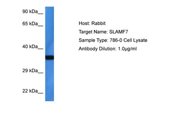 SLAMF7 Rabbit Polyclonal Antibody