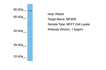 MFSD6 Rabbit Polyclonal Antibody