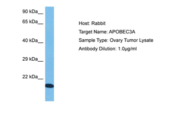 APOBEC3A Rabbit Polyclonal Antibody