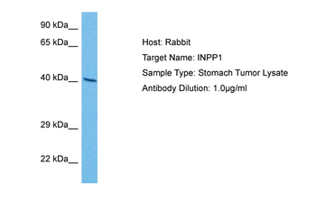 INPP1 Rabbit Polyclonal Antibody