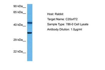 MGME1 Rabbit Polyclonal Antibody