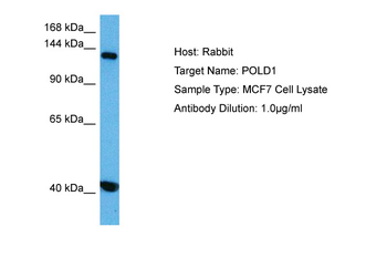 POLD1 Rabbit Polyclonal Antibody