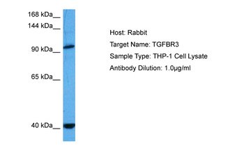 TGFBR3 Rabbit Polyclonal Antibody