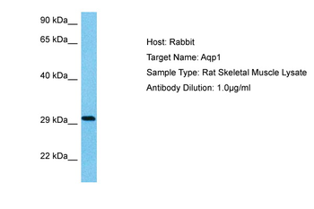 AQP1 Rabbit Polyclonal Antibody