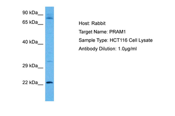 PRAM1 Rabbit Polyclonal Antibody