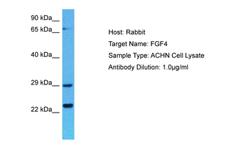 FGF4 Rabbit Polyclonal Antibody