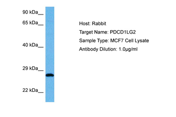 PDCD1LG2 Rabbit Polyclonal Antibody