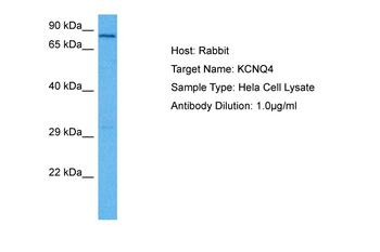 KCNQ4 Rabbit Polyclonal Antibody