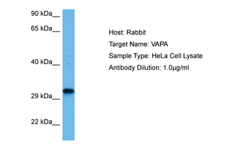 VAPA Rabbit Polyclonal Antibody