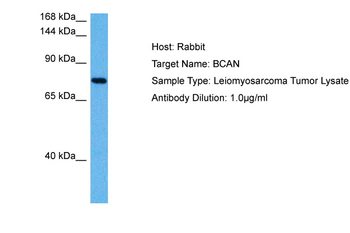 BCAN Rabbit Polyclonal Antibody