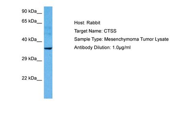 CTSS Rabbit Polyclonal Antibody