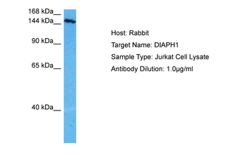 DIAPH1 Rabbit Polyclonal Antibody