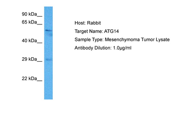 ATG14 Rabbit Polyclonal Antibody