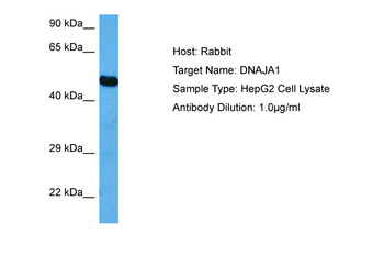 DNAJA1 Rabbit Polyclonal Antibody