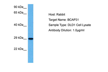 BCAP31 Rabbit Polyclonal Antibody