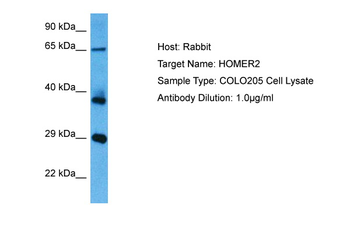 HOMER2 Rabbit Polyclonal Antibody