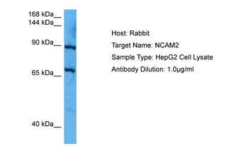 NCAM2 Rabbit Polyclonal Antibody