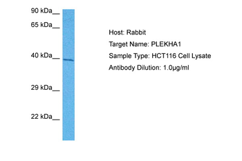 PLEKHA1 Rabbit Polyclonal Antibody