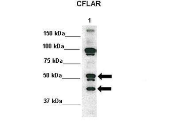 CFLAR Rabbit Polyclonal Antibody