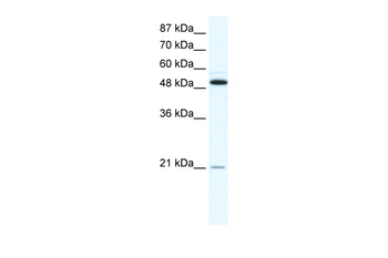 TNFRSF11B Rabbit Polyclonal Antibody