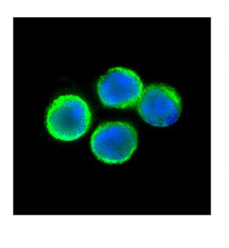 TNFRSF1A Rabbit Polyclonal Antibody