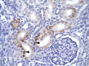 FADD Rabbit Polyclonal Antibody