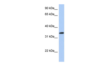 CREB1 Rabbit Polyclonal Antibody