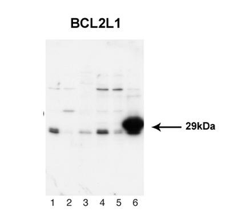 BCL2L1 Rabbit Polyclonal Antibody
