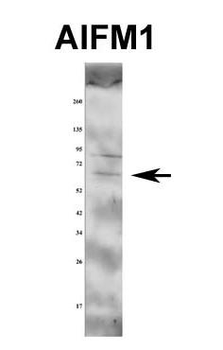 AIFM1 Rabbit Polyclonal Antibody