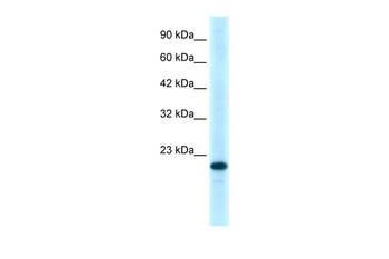 TNFRSF18 Rabbit Polyclonal Antibody