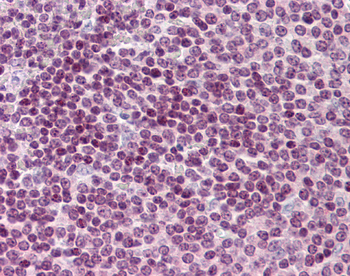 CDC20 Rabbit Polyclonal Antibody